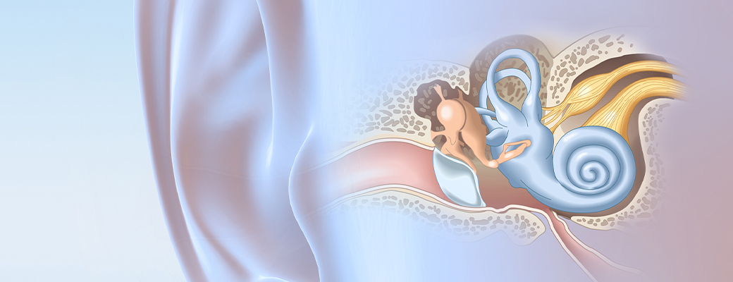 Illustration of the vestibular system in the inner ear